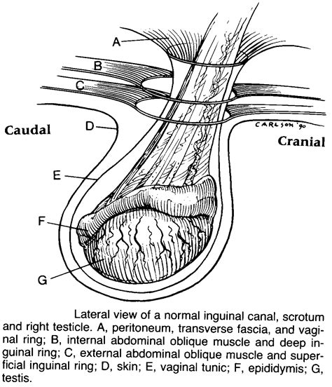 stallion reproductive system anatomy