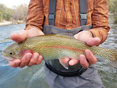 The Best Fly Fishing Gear For Fall