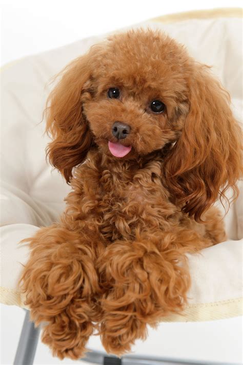 15 Toy poodle ideas | toy poodle, poodle, poodle puppy