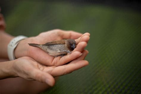 can bird sick easily 4