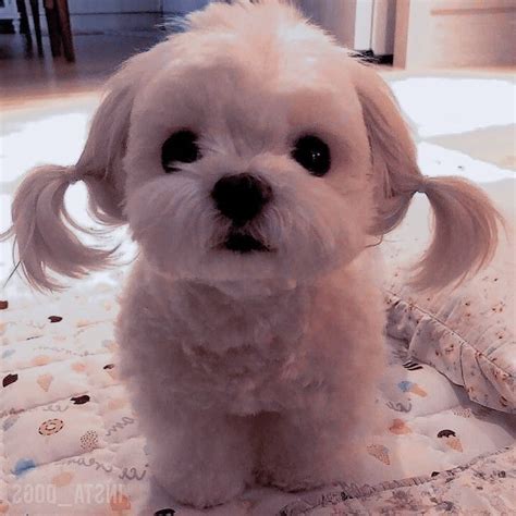 Pin on Аватаркпжжжэ | Cute dog wallpaper, Really cute puppies, Cute dogs