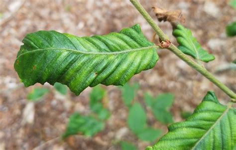 Why Beech Leaf Disease Is Easy To Spot But Tough To Treat