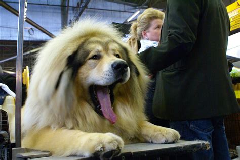 Tibetan Mastiff | Terms of Use: Please consider linking dire… | Flickr
