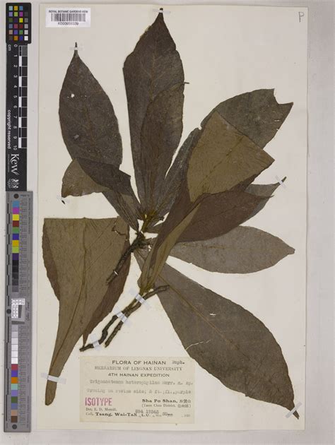Trigonostemon flavidus Gagnep. | Plants of the World Online | Kew Science