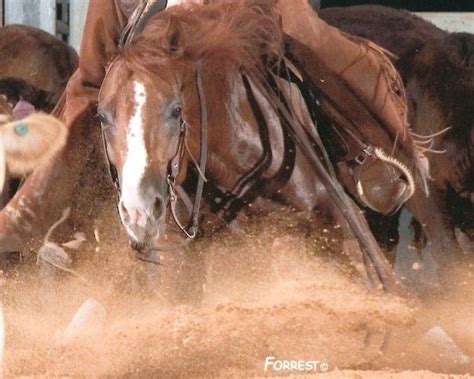 1000+ images about Cutting Horses on Pinterest | Trainers, Circles and Guns