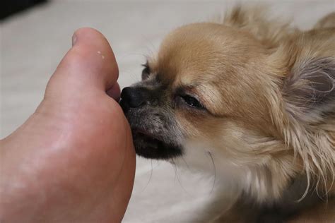 Is Your Dog Suffering from Allergies? Here’s How to Tell and What to Do
