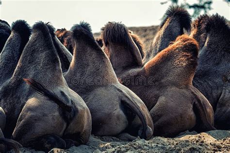 Bactrian Camel Humps Stock Photos - Download 524 Royalty Free Photos