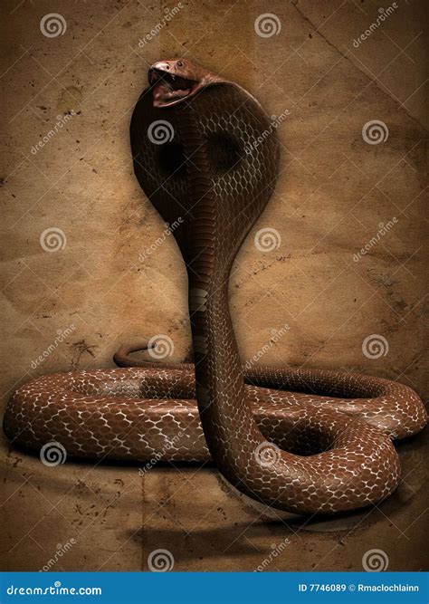 The Cobra Royalty-Free Stock Photography | CartoonDealer.com #7746089