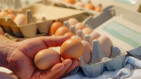 What makes our eggs so delicious? - A Taste of Paradise