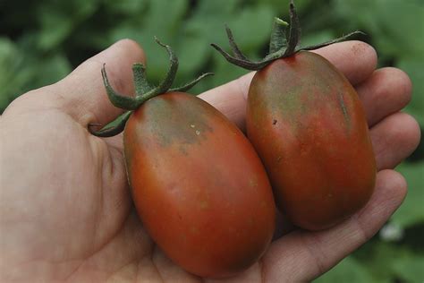 Томат Чёрный водопад – великолепный сорт с отличным вкусом