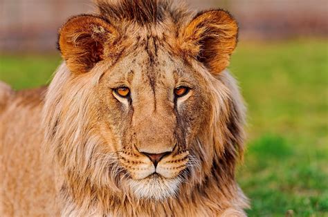 1920x1080px | free download | HD wallpaper: brown lion, mustache, look ...