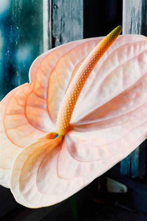 A Fuss-Free Guide to Anthurium Care (Flamingo Flower) - Garden Betty