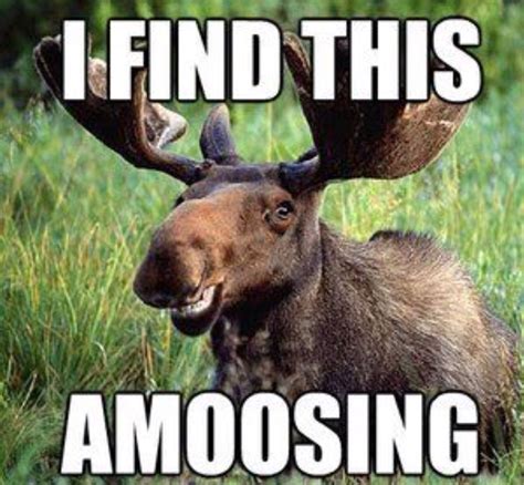 Moose jokes for days | Humor divertido sobre animales, Leyendas de ...
