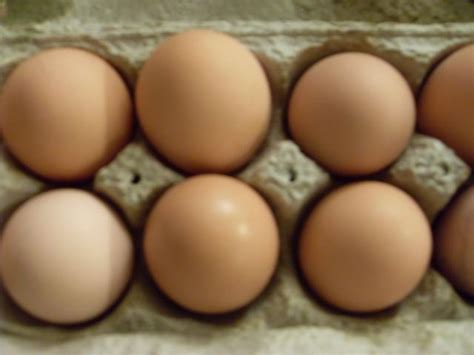 Special DARK******* Rhode Island Red hatching eggs 12 | BackYard Chickens