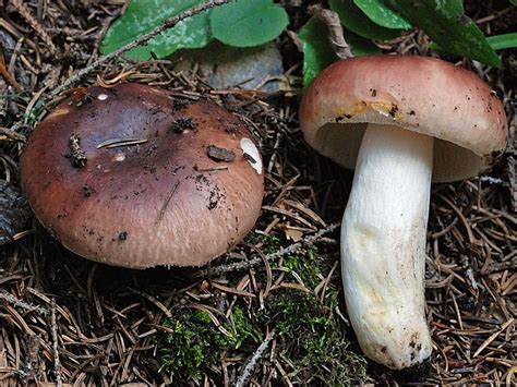 Russula vesca - Alchetron, The Free Social Encyclopedia