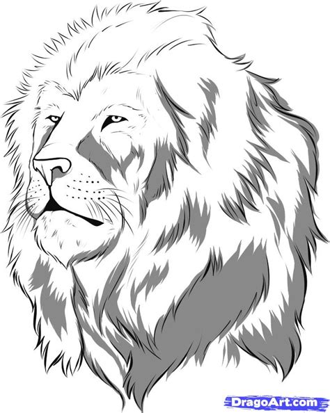 cartoon lion face drawing  paintingvalleycom explore collection