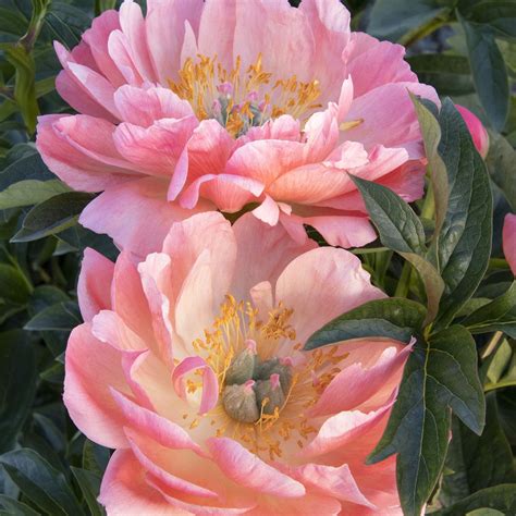 PEONY coral charm – Covingtons
