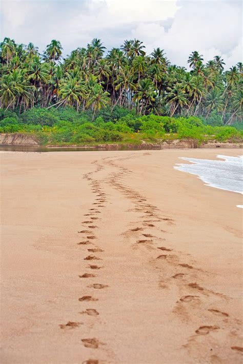 pantai pasir putih abbytaroschultz