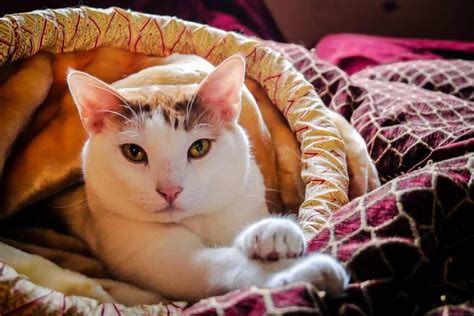 23 Essential Health and Care Tips for New Cat Owners - CatBounty