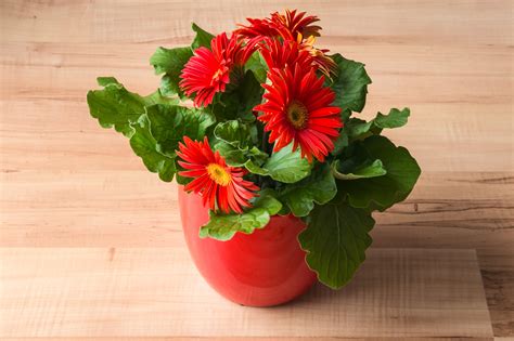 The Best Pet-Safe Indoor Houseplants for Cats and Dogs | Insurify
