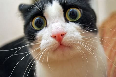 Funny Cat Pics Guide