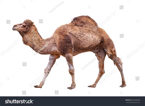 camel cutout royalty    stock images shutterstock