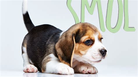 Smol: The New Social Media Word That's 'Small' But Cuter | Mental Floss
