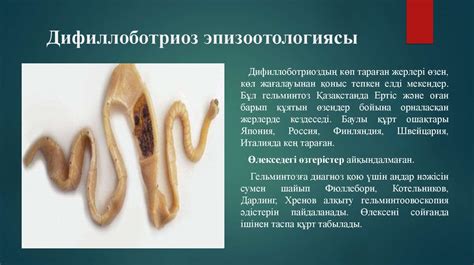 Паразитология. Ет қоректілер дифиллоботриозы - презентация онлайн