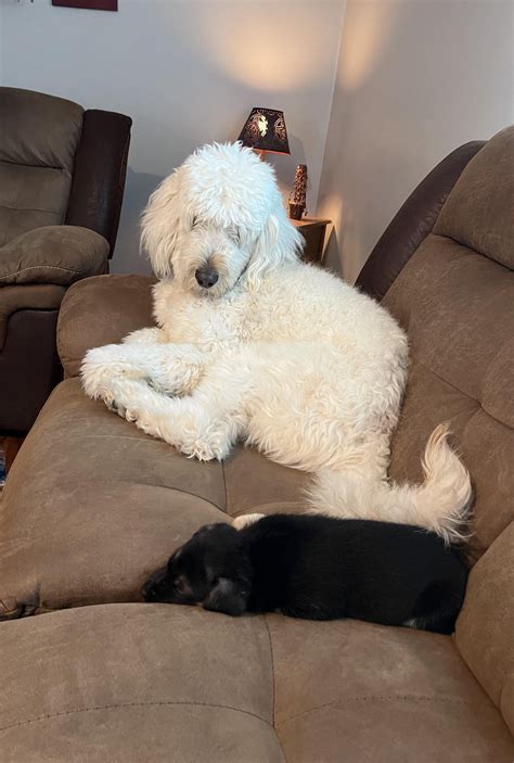 Our Goldendoodle Bentley with his new German Shepherd sister : r/Goldendoodles