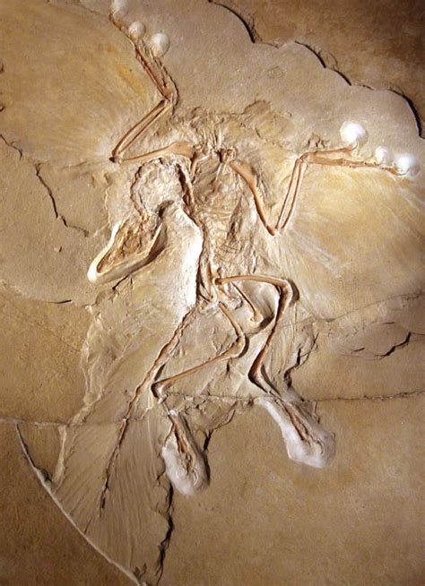 Study Sheds More Light on Origin of Birds | Sci.News