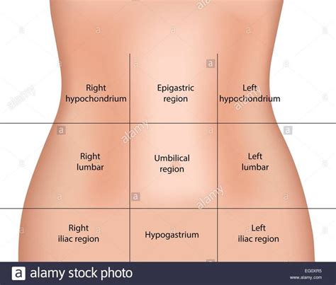 abdominal regions abdominal biology diagrams emergency nursing