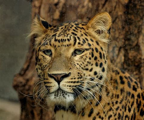 Leopard Art