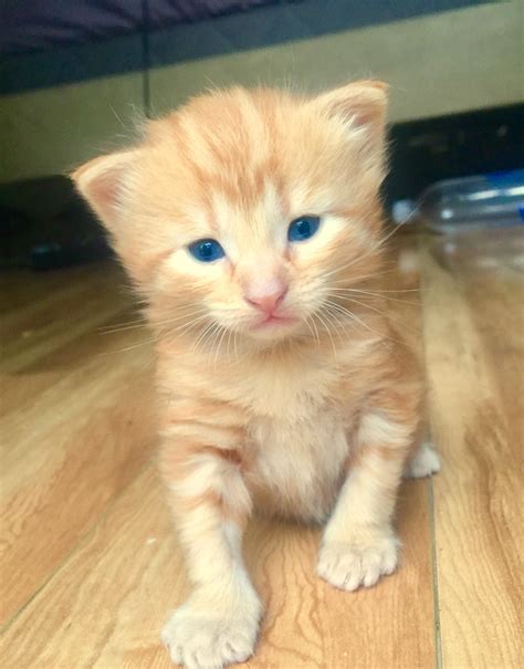 Meet our 3 week old kitten, Gilford. : r/aww