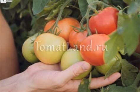 Томат Верочка: описание и характеристика, ОТЗЫВЫ (34), фото