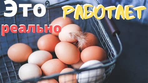 Стимулирую кур молодок, чтобы начали нестись! Куры несушки хайсекс ...