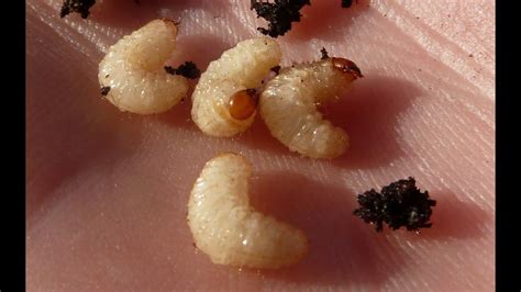 white garden grubs identification uk - Big Turd Blook Picture Gallery