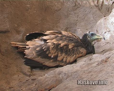 Вземат токсикологични проби от Египетски лешояди край Маджарово ...