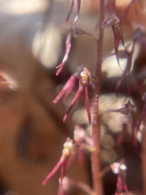 Southern Twayblade in April 2023 by Jack S · iNaturalist