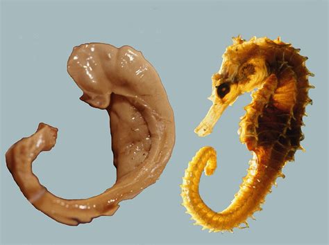 File:Hippocampus and seahorse.JPG - Wikimedia Commons