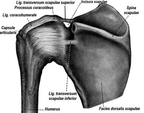 Акромиально-ключичный сустав, art. acromioclavicularis, образован ...