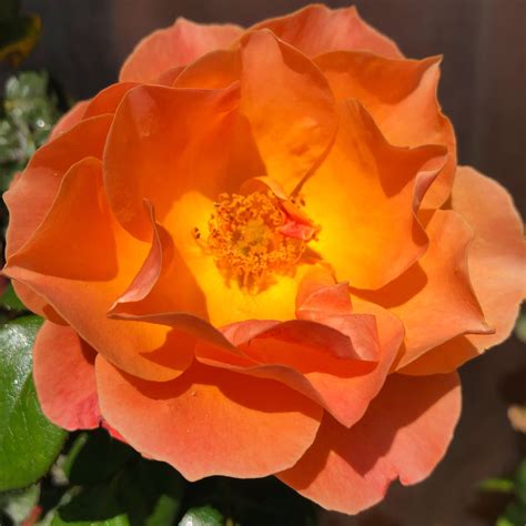 TW Pornstars - Kenzi Ryans (18+). Twitter. get off your phones and go