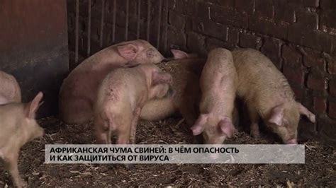Африканская чума свиней: в чём опасность и как защититься от вируса ...