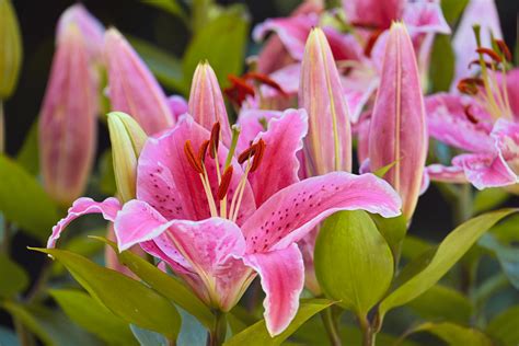 Vibrant Pink Lilies in Full Bloom Close-up · Free Stock Photo