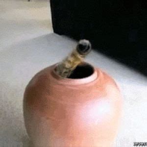 Гифка мяу белла хадид гиф картинка, скачать анимированный gif на GIFER