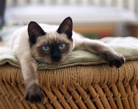 Image Categories: kissa - Vahvike