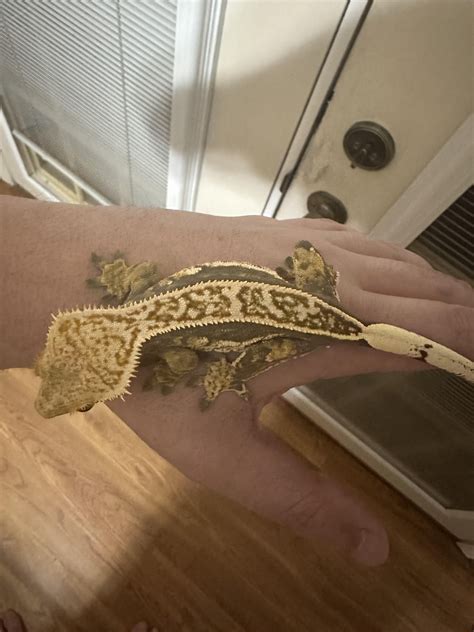 My girl weighed in at 39 grams today. I was just wondering how much