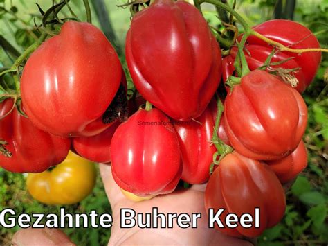 .Gezahnte Buhrer Keel Зубчатый бурер Киль Италия — Семена Томатов