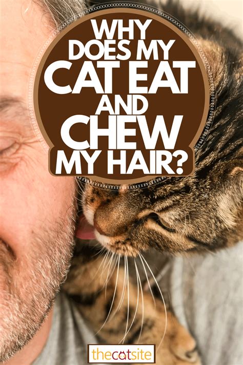 Why Do Cats Eat Hair - 2024 HairStyles Ideas