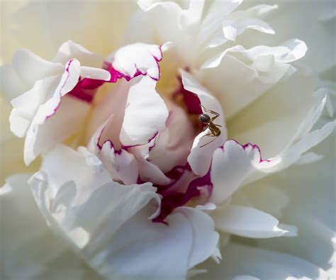 Do peonies attract ants? Why these insects love peony buds | Homes and