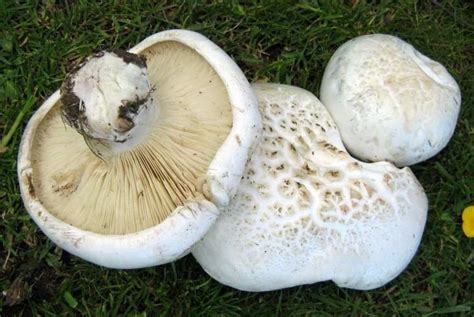 Жировик (Leucopaxillus lepistoides) фото и описание